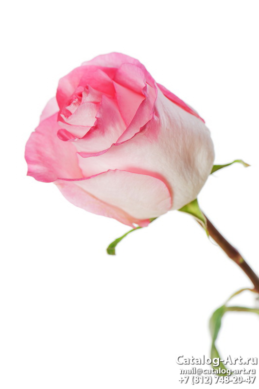 Натяжные потолки с фотопечатью - Розовые розы 66